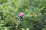 Fototapeta Dmuchawce - bee on a flower