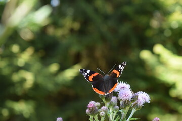 Sticker - Schmetterling Admiral