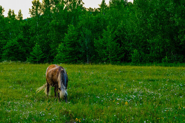 a pony grazing