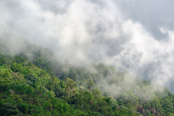 The mist drifts over the trees at the mountains.rain season