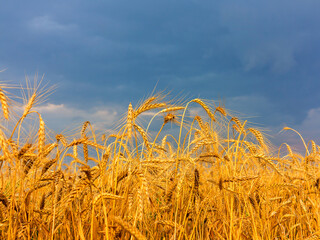 golden wheat field and sunny day