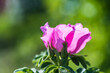 beautiful pink rosehip flower on grass background