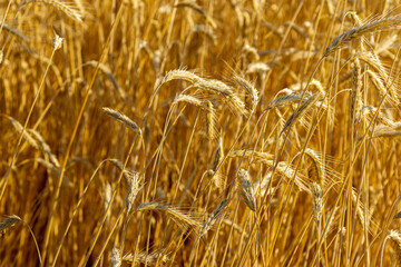 Wheat field. Ears of golden wheat close up. Beautiful Nature Sunset Landscape. Rural Scenery under Shining Sunlight. Background of ripening ears of meadow wheat field. Rich harvest Concept