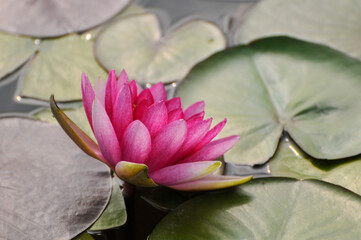 pink water lily