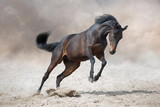 Fototapeta Konie - Bay stallion with long mane run fast against dramatic sky in dust