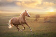 Palomino horse run gallop in meadow at sunset light