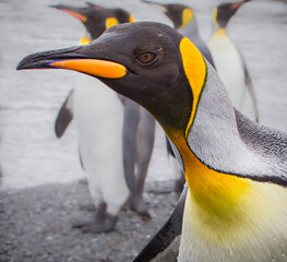 Wall Mural - king penguin close up in left profile