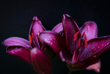Close Up Of Purple Lily Flower On Black Background