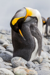 Wall Mural - preening king penguin on andrews bay, south georgia