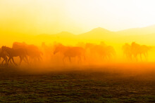 Spectacular View Of Wild Horses At Sunset. Everywhere Dust Cloud. Kayseri. Turkey.
