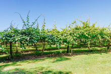 Kiwifruit Farm