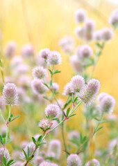 Wall Mural - Wildflowers pink inflorescence a panicle in the meadow on soft yellow background in sun light in summer