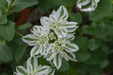 Sticker - Wet Flower