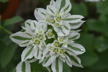 Sticker - Wet Flower