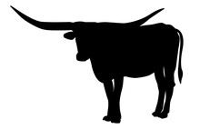 Texas Longhorn Bull, Cattle Icon, On White Background