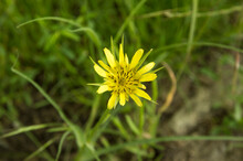 Close Up: Gagea, Spring Yellow Wild Flower