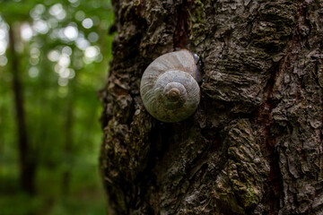 A large snail creeps along a tree trunk in a green forest. Snail on a green natural background. The relief texture of the brown bark of the tree in outgrowths and cracks. Roman snail crawls