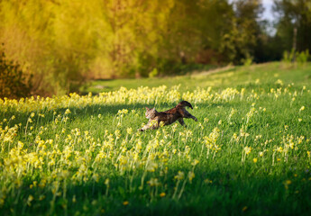 Sticker - agile beautiful striped cat runs quickly through the spring blooming Sunny meadow