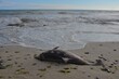 © Didier San Martin - Stranded Short beaked common dolphin (Delphinus delphis). Dauphin commun à bec court échoué.
