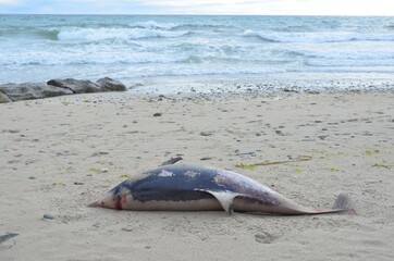 Stranded Short beaked common dolphin (Delphinus delphis). Dauphin commun à bec court échoué. 