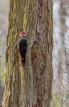 Red Headed Pileated Woodpecker Perched On Tree Trunk In Forest