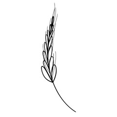 Cute kawaii trend one spikelet of wheat isolated on white background. Doodle contour sketch gentle digital art. Print for packaging, advertising, banner, wrapping paper, brand