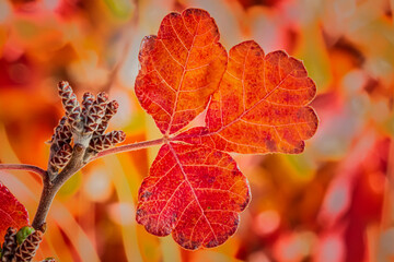 Wall Mural - Autumn Scrub Oak Leaf Custer