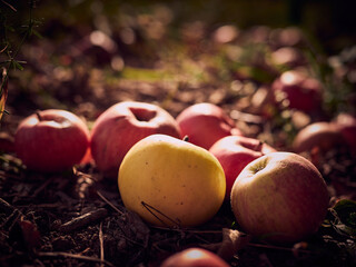 apples in a basket