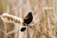 A Red Winged Blackbird Perched On A Cattail