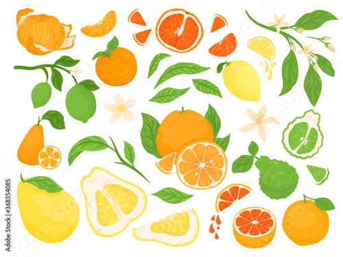 Citrus fruits, lemon, orange, grapefruits and lime set of vector illustration...
