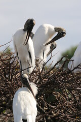 Canvas Print - a wood stork