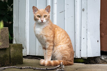 Yellow Tabby Cat Sitting Outside Garage