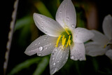 Fototapeta Tulipany - flor