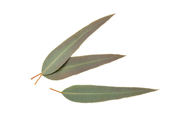 Eucalyptus leaves  isolated on white background. top view
