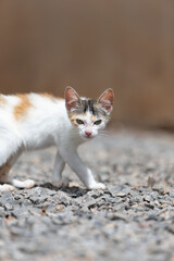 Cat walking on rocks