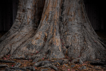 Wall Mural - Wood texture and background of Eucalyptus bark