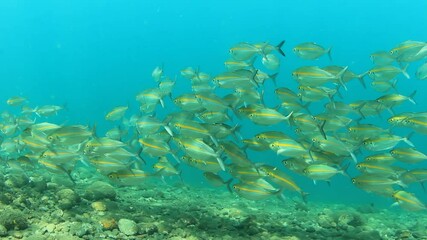 Canvas Print - Underwater video of school of fusilier fish 