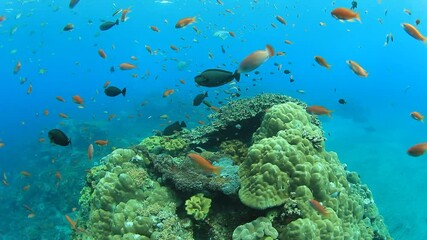 Sticker - Underwater video of tropical fish over beautiful coral reef in Indonesia 