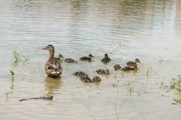 Duck family, mother and her ducklings for a walk in the pond