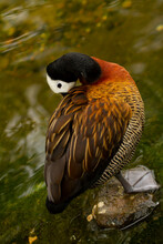 Close Up Image Of A White Faced Whistling Duck (Dendrocygna Viduata) Resting On A Stone In A Pond. This Bird Puts Its Head On Its Back To Sleep. This Whistling Duck Has Vibrant Colored Feathers.