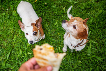 two jack russel parson terriers waiting tortilla with chicken