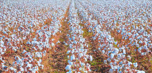 Wall Mural - Cotton fields ready for harvesting at sunset