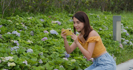 Sticker - Woman take photo on cellphone in flower field