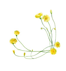 Poster - Watercolor corner composition of yellow dandelion flowers on a white background.For congratulations, invitations, anniversaries, weddings, birthday