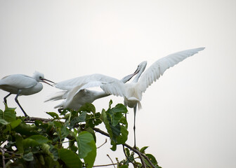 Wall Mural - White stork with young baby storks on the nest
