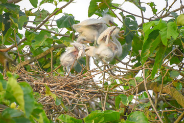 Wall Mural - White stork with young baby storks on the nest
