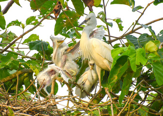 Wall Mural - White stork with young baby storks on the nest
