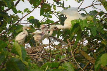 Wall Mural - White stork with young baby storks on the nest
