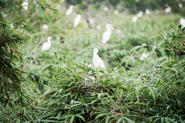 Wall Mural - White stork with young baby storks on the nest
