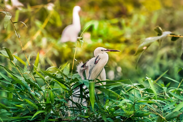 Wall Mural - White stork with young baby storks on the nest
